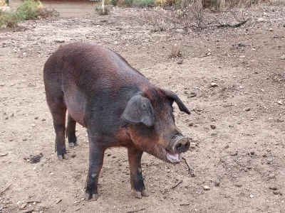 Duroc