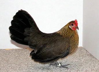 Dutch Bantam
