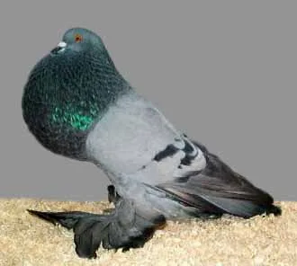 Dutch Cropper