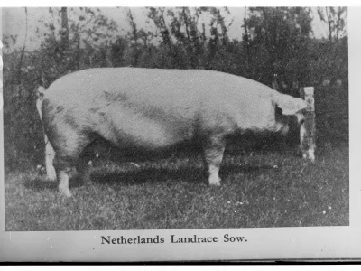 Dutch Landrace pig