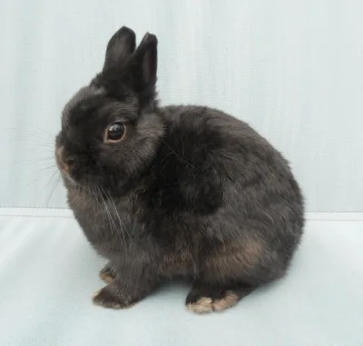 Dutch Nancy Rabbit