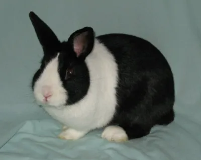 Dutch rabbit