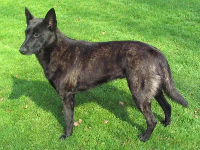 Dutch Shepherd