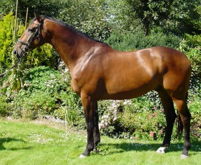 Dutch Warmblood