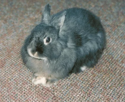 Dwarf Angora