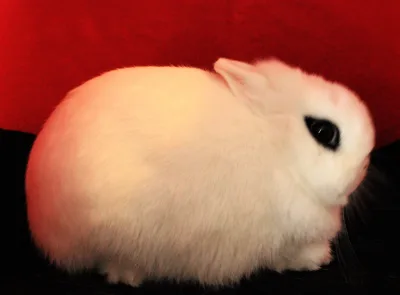 Dwarf Hotot