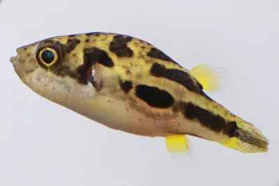 Dwarf pufferfish