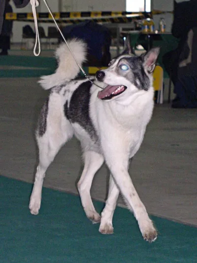 East Siberian Laika