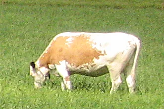 Eastern Finncattle