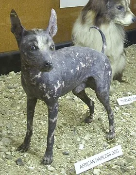 Ecuadorian Hairless Dog