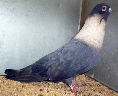 Egyptian Swift