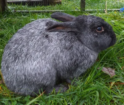Enderby Island Rabbit