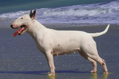 English bull terrier
