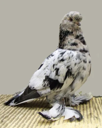 English Long Faced Tumbler