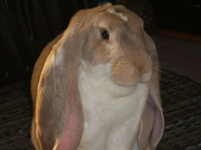 English Lop