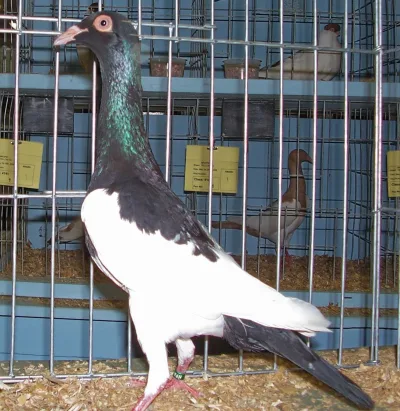 English Magpie