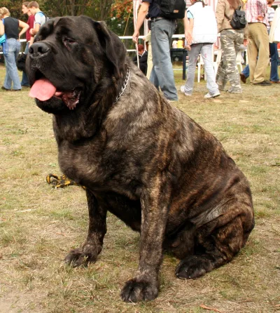 English Mastiff