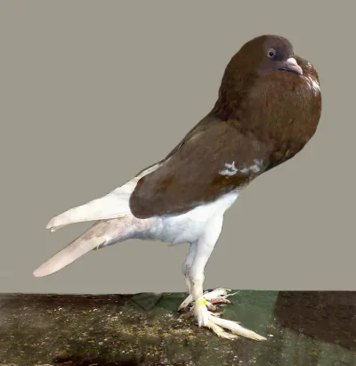 English Pouter
