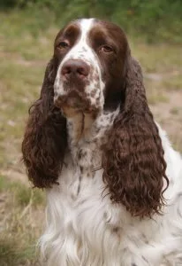 English Springer Spaniel
