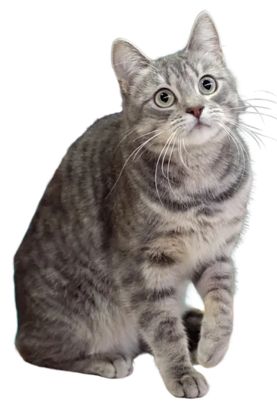 European Shorthair