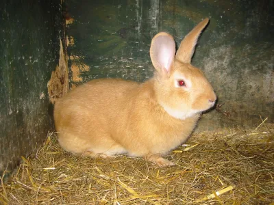 Fauve de Bourgogne