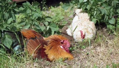 Finnish Landrace Chicken