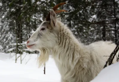 Finnish Landrace goat