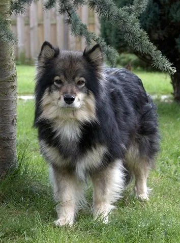 Finnish Lapphund