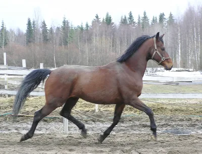 Finnish Warmblood