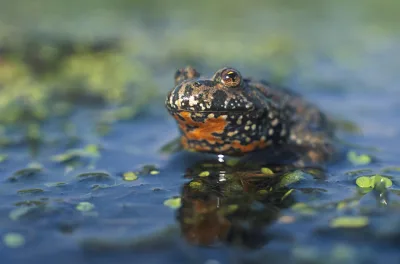 Fire-bellied toad