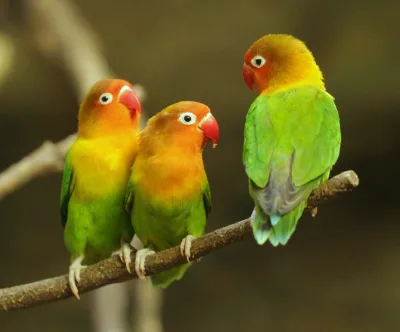 Fischer's lovebird