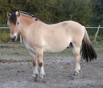 Fjord horse
