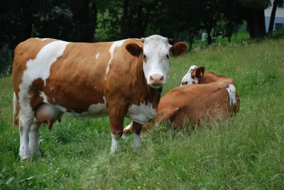 Fleckvieh cattle