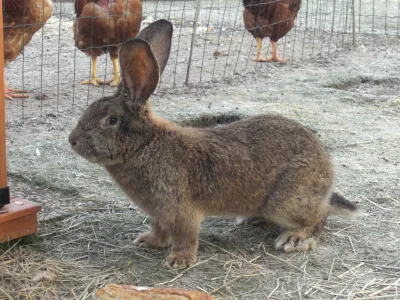 Flemish Giant rabbit