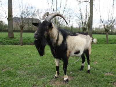 Flemish goat