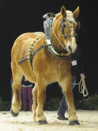 Flemish Horse