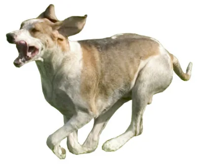 Français Blanc et Orange