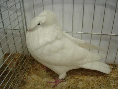 Franconian Trumpeter