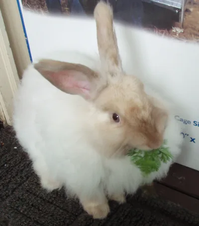 French Angora