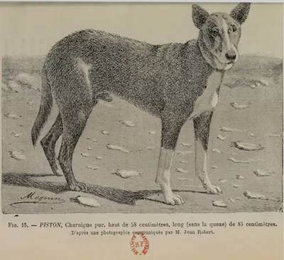 French Charnaigre Dog