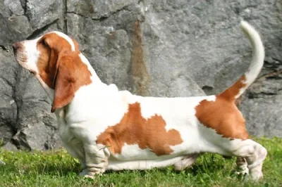 French Hound