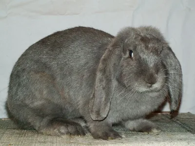 French Lop