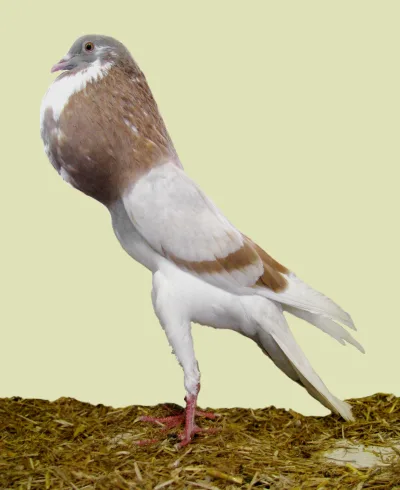 French Pouter