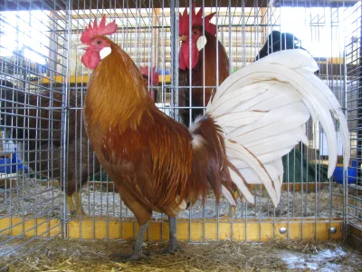 Friesian Chicken