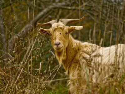 Galician Goat