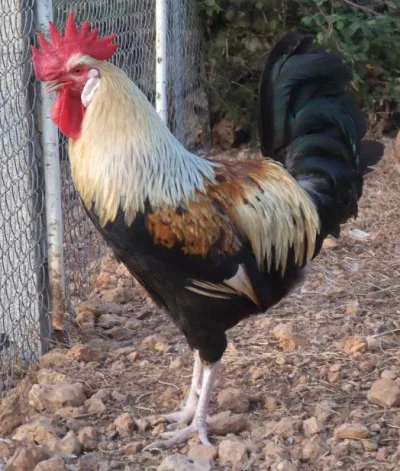 Gallina mallorquina
