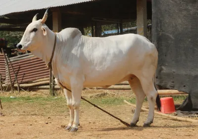 Gangatiri cattle