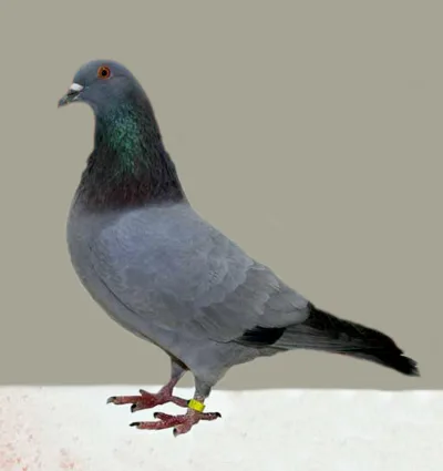 Gascogne Pigeon