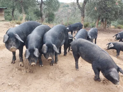 Gascon pig