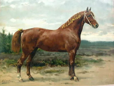 Gelderland horse